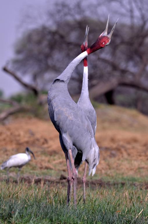 Hotel Bharatpur Ashok Bagian luar foto