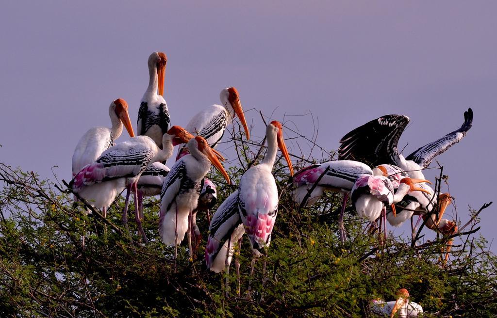 Hotel Bharatpur Ashok Bagian luar foto