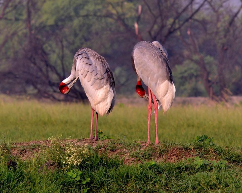 Hotel Bharatpur Ashok Bagian luar foto